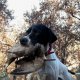 <h1 style="font-size: 12px">Cani da Caccia: Il Pointer "Esta" e il Setter "Nina" a lavoro e in ferma su beccaccia.</h1>